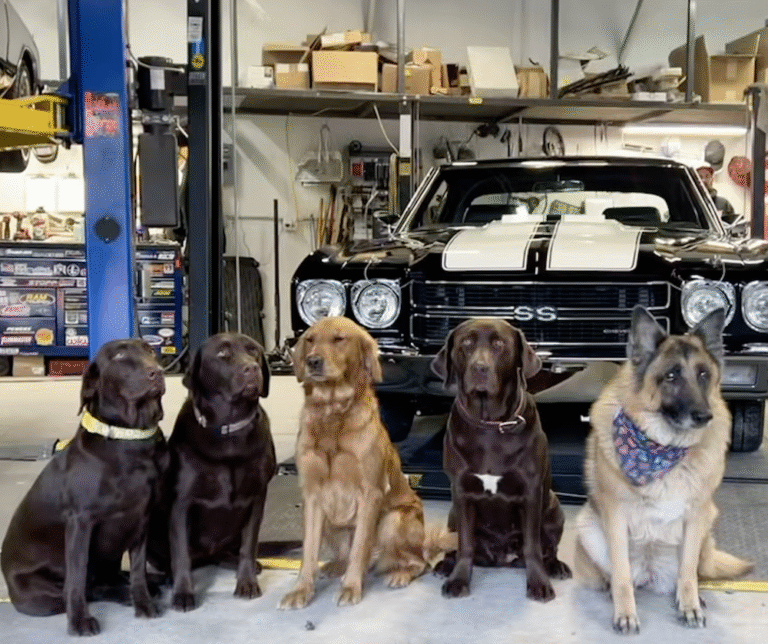 The team of Shop dogs, all very good boys and girls